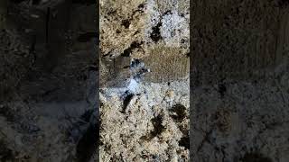 Carpenter Ant damage in a bathroom wall