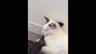 【猫カフェ】螺旋の様に無限に続くと思われる日常も特異点に収束する事を諭す猫とその代償に笑う僕。#Shorts