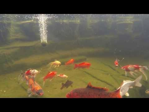 comment construire un bassin a poisson