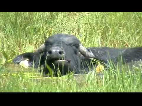 Bivoli la scalda.MPG