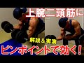 【筋トレ】上腕二頭筋を集中的に鍛えるダンベルカールのやり方!効果的なフォームやバリエーションを解説【自宅でも手軽に出来ます】