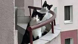 When My Cat Chooses My Neighbor Over Me 😻