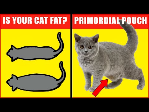 Why Cats Have Primordial Pouch and How know if Your Cat is Fat?