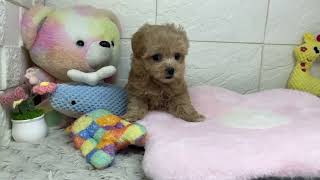 ハーフ犬の動画01