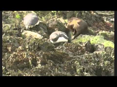 Rat eradication ship