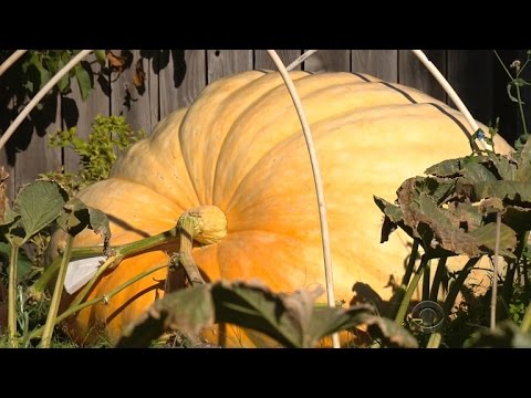 What's the secret to growing giant pumpkins?