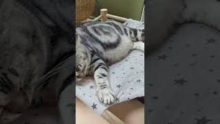 #ねこ#cat
