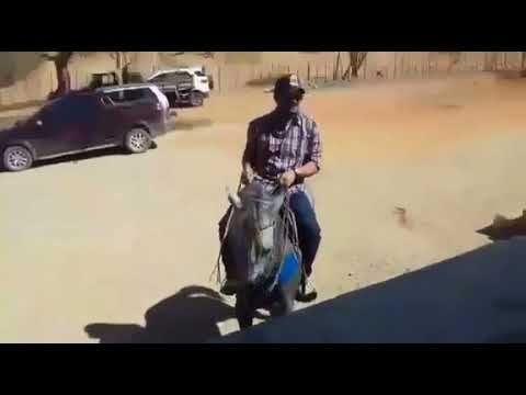 Major  Aboiador toadas sexta sábado e domingo na fazenda castelhano