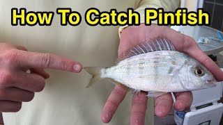 How to Catch Pinfish for Bait Without a Cast Net or a Pinfish Trap (Full Instructions)