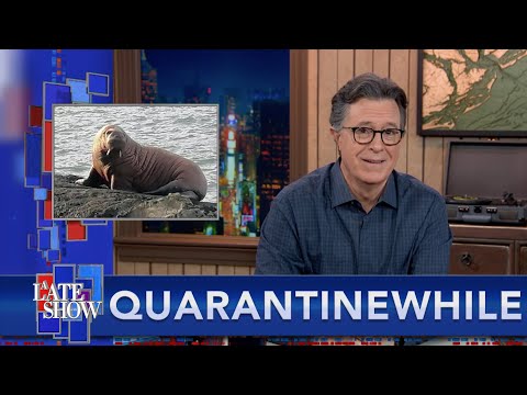 隔離的同時...沉睡中的北極海象在愛爾蘭醒來 (Quarantinewhile... Sleepy Arctic Walrus Wakes Up In Ireland)