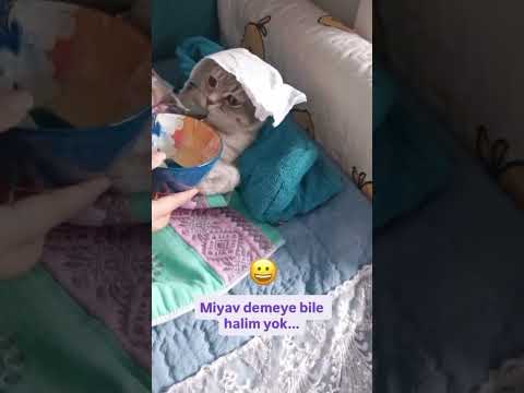 miyavvv dicek halim yok anam😁