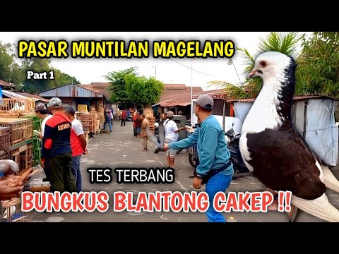 HUNTING MERPATI GIRINGAN AT THE MEKAR MARKET IN MUNTILAN MAGELANG, THERE'S A CUTE SOMETHING IN A ...