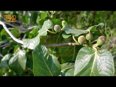 Taif's Grapes Garden | English | Muhabiya Transport