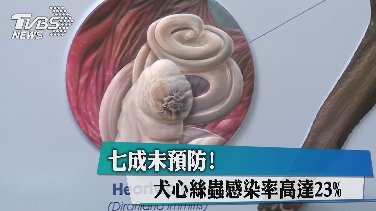 7成未預防! 犬心絲蟲感染率高達23%