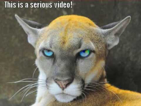  Very  Funny  Animal  Videos Funny  LOL Picture
