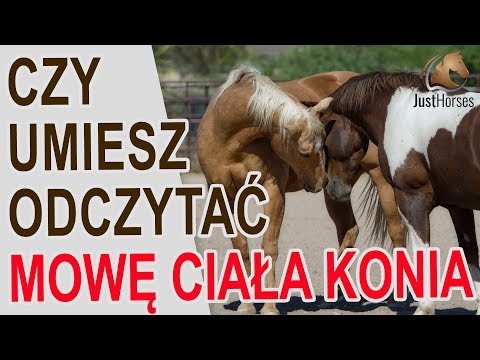 Mowa ciała konia