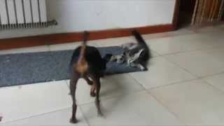 Cane e gatto giocano