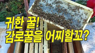 귀한 꿀, 감로꿀을 어찌할까?