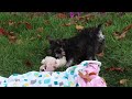Miniature Schnauzer dogs for sale: Mateo - Video 1