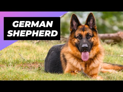 German Shepherd 🐶 What To Expect As A New Owner
