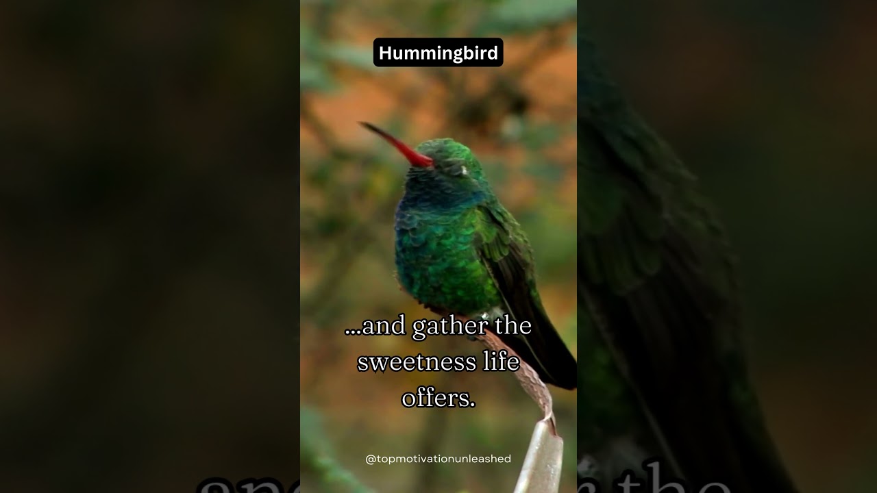 Whispers of Grace: Inspiring Hummingbird Quotes