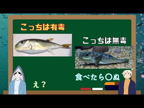 【無毒か有毒か】やはりフグは危険！ドクサバフグについて解説！