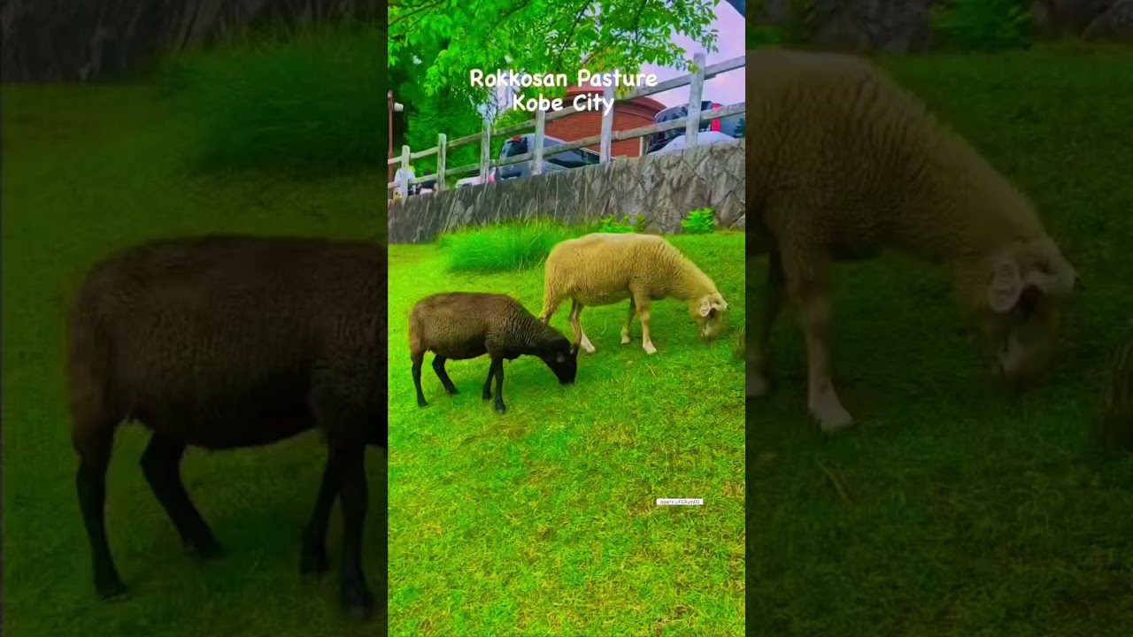 YouTube Short thumbnail