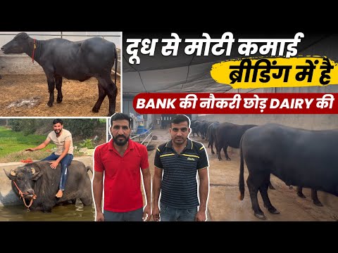Start a Dairy Farm with 2 Murrah Buffaloes, Earn Lakhs Today, Leave Your Job and Start a Dairy Fa...