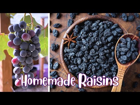 How to Make Homemade Raisins! Garden Fresh Raisins for any recipe