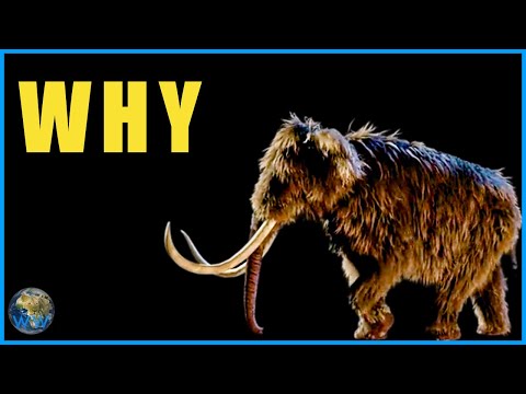 Should We Even Bring Back the Woolly Mammoth? How Close Are We Really?