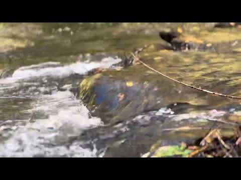 Video Thumbnail for Shinrin-yoku relaxing river in early fall mountains