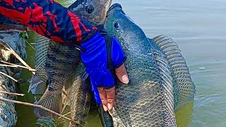 Download lagu I swear fishing for wild tilapia at this spot will make the angler's soul tremble. mp3