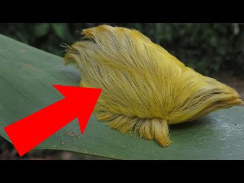 Se vedi questi animali, scappa e chiama aiuto!