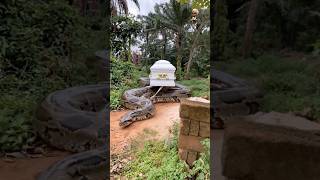 Download lagu The giant python is back… and this time it’s BIGGER! 🐍⚰️😳 Would you stand your ground or run 🏃? mp3