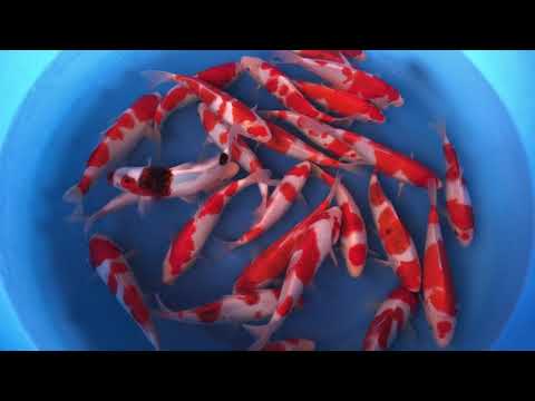 JKS 55 Izumiya Tateshita Goromo 22-25 cm