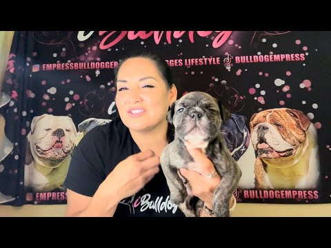 PUPPY EVALS | Bulky BUILT’s REVERSE HAREM 💗🥂👑🦬🏆.. The Ultimate Puppy Picker