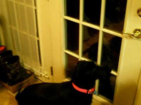 Lola opening and closing the door