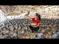 Harvesting A Lot Of Pigeons On High Tree Sell At Village Market Getting New Rooster For The Farm