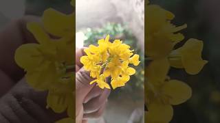 Blur viral Fool #shorts