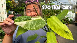 Super Rare Plants at Great Prices