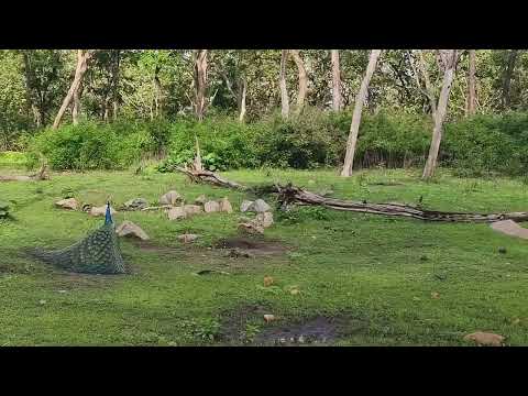 Jungle safari madhumalai tiger reserve #wildlife #animal #animals #safari #forest #viral