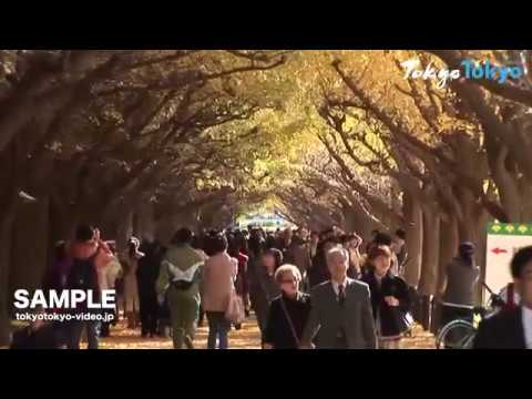 [Tokyo Footage] Jingu-gaien Gingko Trees | 神宮外苑 銀杏並木（Tokyo Japan）