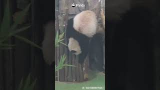 You Won't Believe How This Panda Gets Down | iPanda #shorts