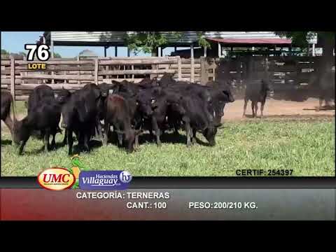 Lote 100 Terneras en Gral. San Martin, Chaco