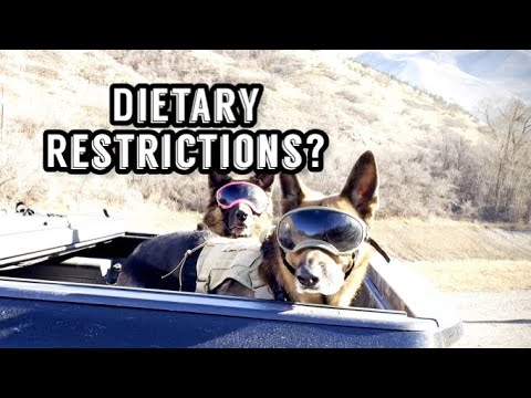 Is your German Shepherd healthy?