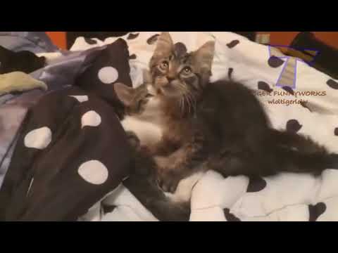 CATS will make you LAUGH YOUR HEAD OFF   Funny CAT compilation
