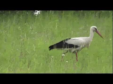White Stork makes prey (Ciconia ciconia) Storch