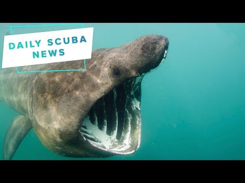 Daily Scuba News - Basking Sharks on Holiday