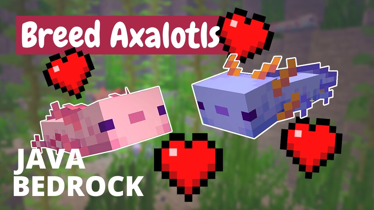 How to Breed Axolotls in Minecraft - Java, Bedrock, MCPE