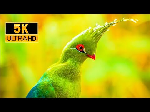 Beautiful Animals in 5K UHD with Relaxing Music
